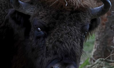 Dagens billede: Bison i skoven