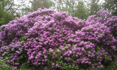 Han passede godt p� naturklenodie