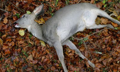 D�de dyr skaber nyt liv i naturen