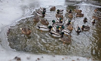 Dagens billede: Koldt om 