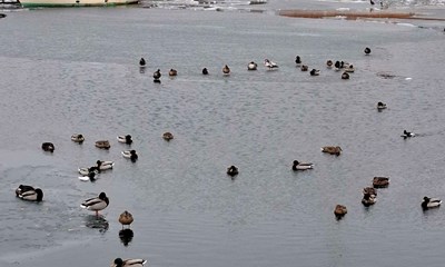 Dagens billede: Hasle Havn med gr�dis