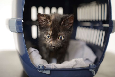 285 bornholmske k�ledyr blev adopteret 