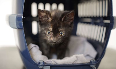 285 bornholmske k�ledyr blev adopteret 