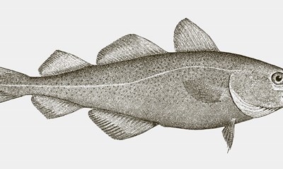 Tungere end torsken i Østersøen