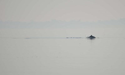 Kan have store konsekvenser for at finde f�de