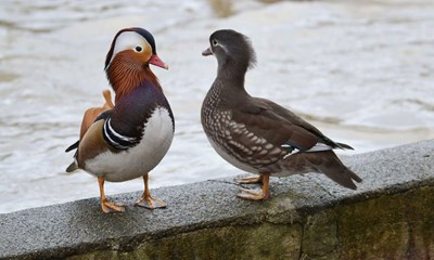Efter to �r: Hannen er der endnu, men hunnen er d�d