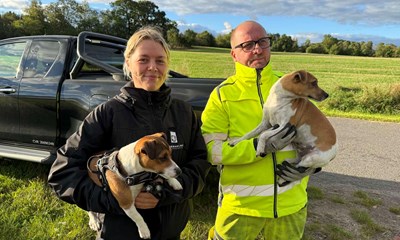 Rotterne v�lter ind: Sl�r alarm