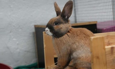 Kaniner i modvind: Bornholm skiller sig ud