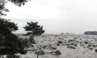 Dagens billede: Lyngen p� Balka