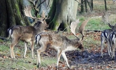 Det er ikke sjovt med 100 kilo d�dt k�d p� bilens forrude