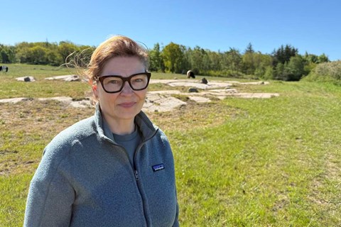 Vil have svinevalg: 'Vi har et enormt dyretryk'