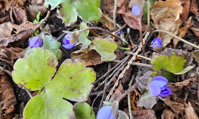 Dagens billede: Ungarsk anemone titter frem