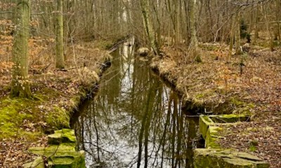 Dagens billede: Stilhed i Lystskoven