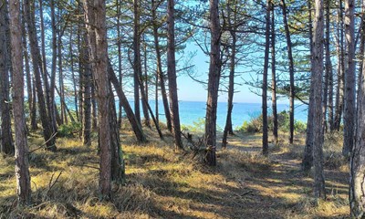 Dagens billede: Mellem stammer og tr�er