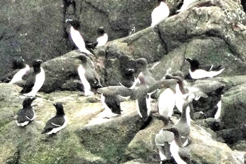 Bornholms skjulte perle