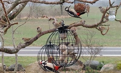 Dagens billede: Sp�tter p� bes�g i Klemensker