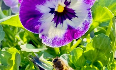 Dagens billede: Travl bi i Nex�