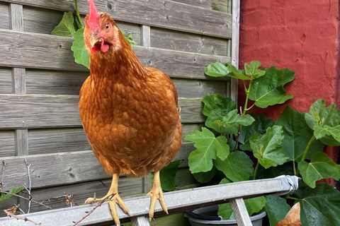 Barren skal ikke s�nkes