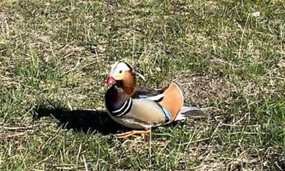 Dagens billede: Mandarinand i R�nne