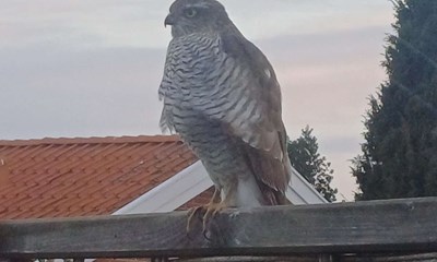 Dagens billede: En uventet spurveh�g i haven