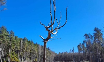 Gravgaard: Nordskoven fortjener n�nsom forandring 