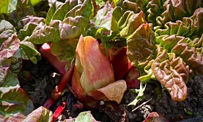 Dagens billede: Rabarberne er ved at v�gne fra vinterens hi