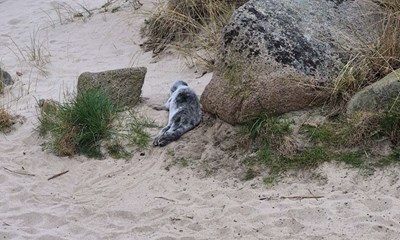 Dagens billede: S�l p� Sandk�s