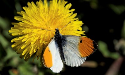 Guidet tur i Svartingedal med Michael Stoltze