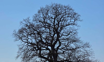 Dagens billede: Br�ndte Ole ved Stampereg�rd