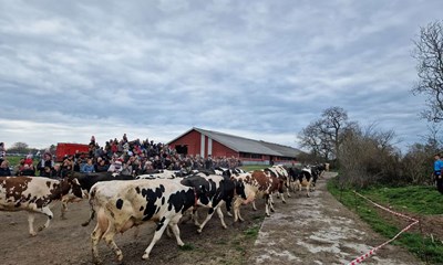 S� kom k�erne p� gr�s - men de var lidt i tvivl 