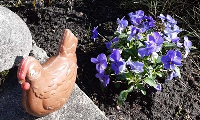 Dagens billede: H�nen Choko og lilla stedmoderblomster