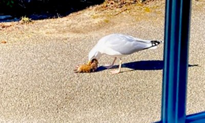 Dagens billede: Forslugen m�ge i Gudhjem