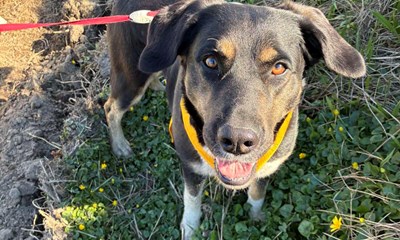 Glad for hunde? S� kan du melde dig nu