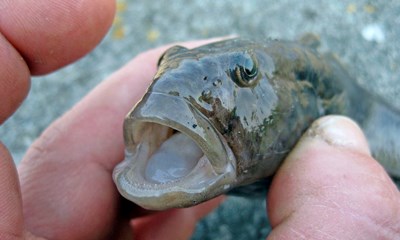 Melding fra Sk�ne: Invasiv fisk smager godt