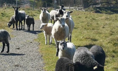 Dagens billede: Velkomstkomit� ved Hammershus