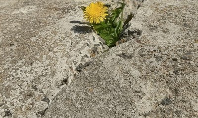 Dagens billede: Hvor der er vilje