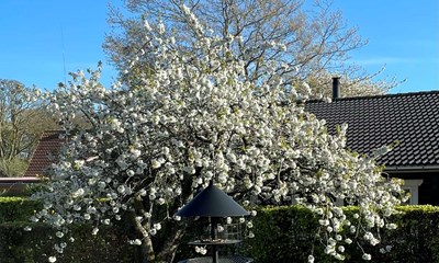 Dagens billede: Kirseb�rtr�et i fuld flor