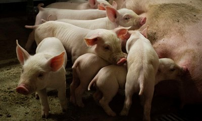 Danmark er et svinerige