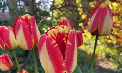 Dagens billede: Tulipaner i smukt lys
