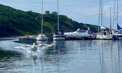 Dagens billede: Sur svane i S�ne Havn f� sekunder f�r angreb