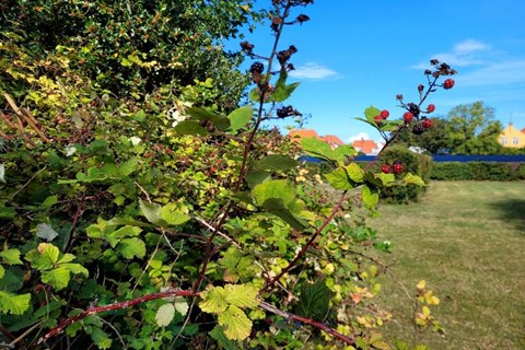Blod, sved og bromb�r