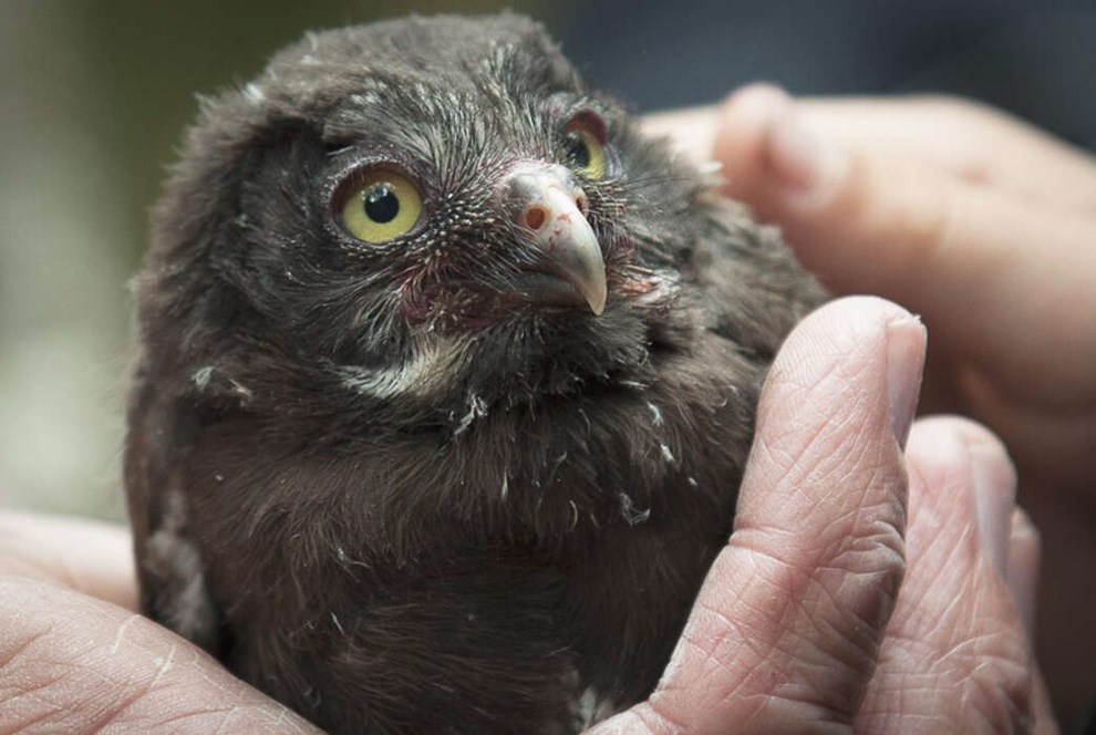 Syv nye perleugler s� dagens lys i 2019