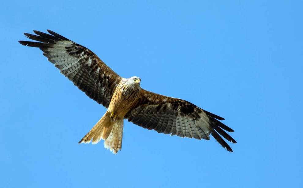 Rovfugl er i fremgang  men vi ved ikke hvor de er