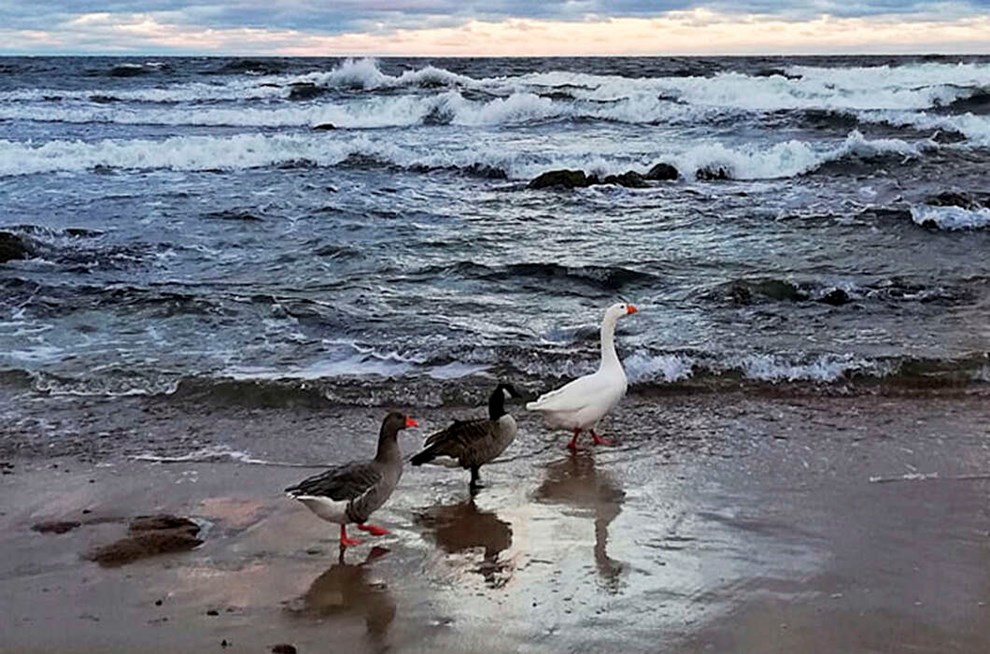 Frst var der en. S var der to. Og nu er der tre forskellige gs p Ns  og de er bedste venner