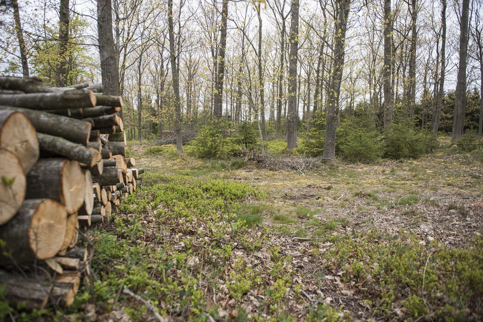 Bornholmere vil gerne begraves i skoven