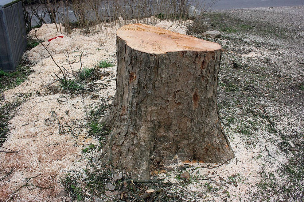 S�dan f�r du 3 gratis tilbud p� tr�f�ldning