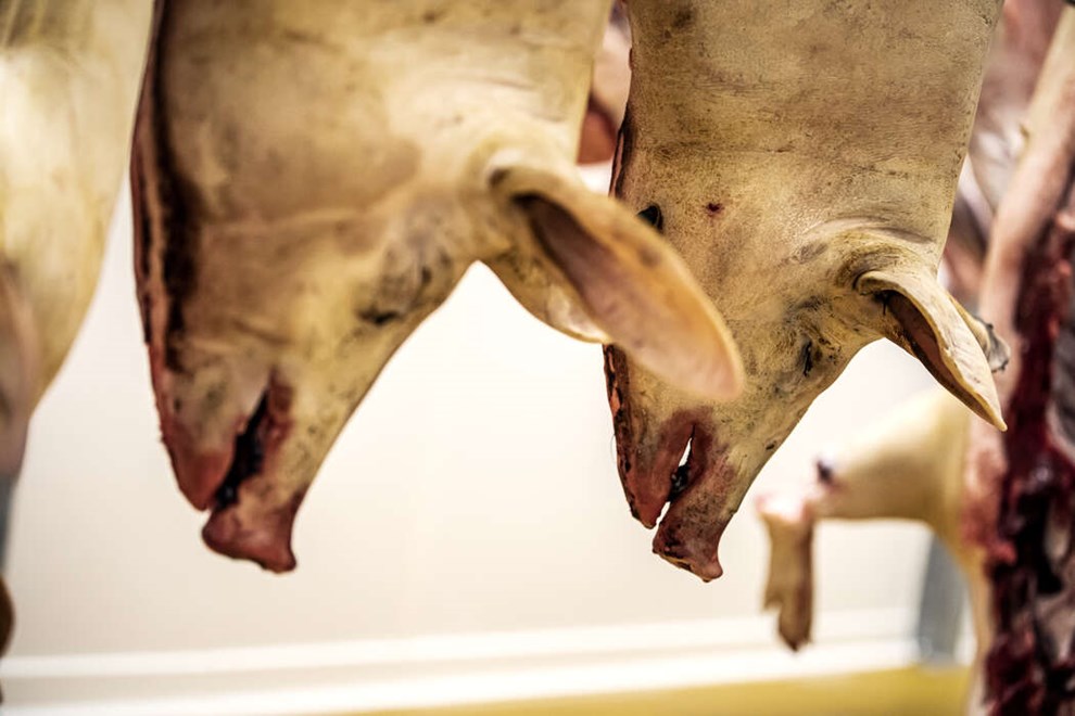 Hallegaard afviser kritik fra fdevarekontrol: 'Det er flueknepperi'