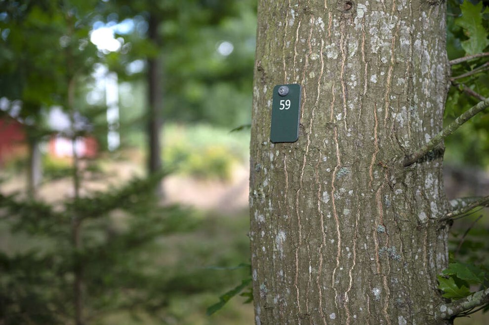 Tr�erne er blevet nummereret p� begravelsesplads Nu kan du v�lge det tr�, du vil ligge under, n�r du er d�d