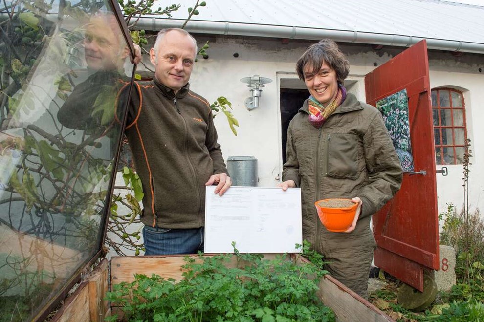 Persilleb�nder klar til h�st og fort�lling:Hvordan t�mmer man en vild persilleplante