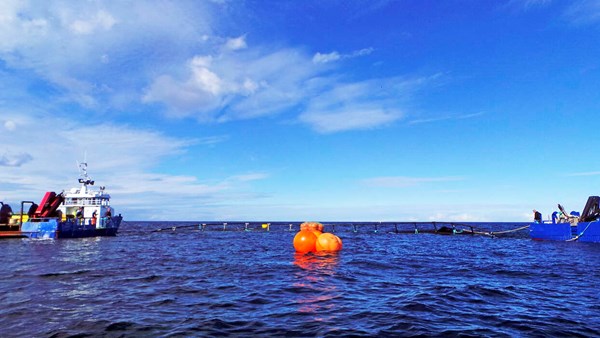 Slut med flere eller st�rre havbrug: Bornholms Havbrug �ndrer ikke planerne